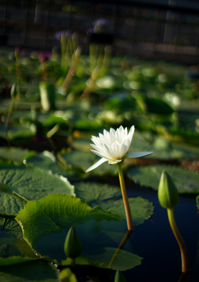 whiteflower